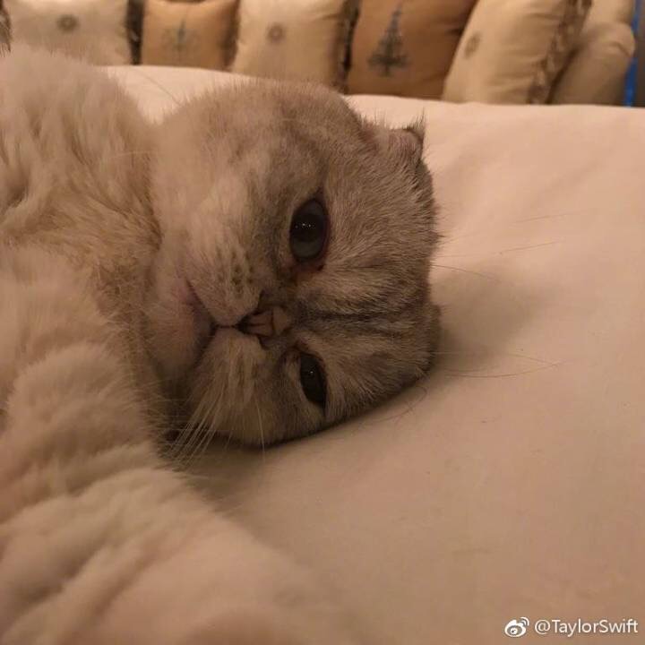 王磊